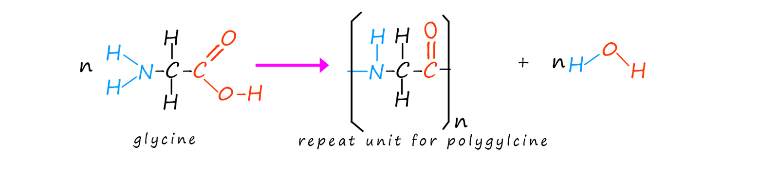 formation of polygylcine from glycine